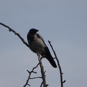 Hooded Crow