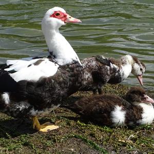 Muscovy Duck