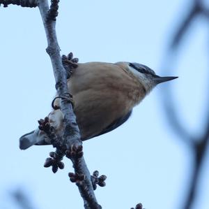 Wood Nuthatch