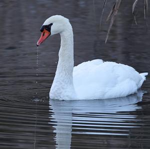 Mute Swan