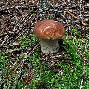 Summer Bolete