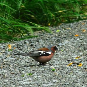 Eurasian Chaffinch