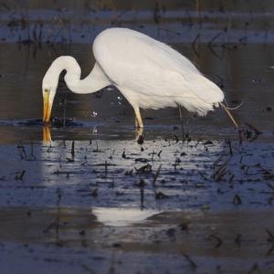 Great Egret