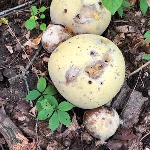 Giant Puffball