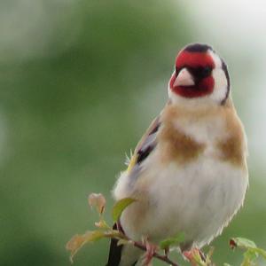 European Goldfinch