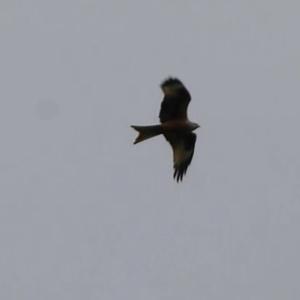 Red Kite