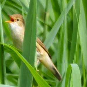 Eurasian Reed-warbler