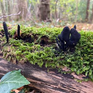 Xylaria longipes