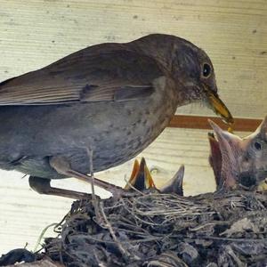 Eurasian Blackbird