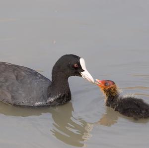 Bläßhuhn