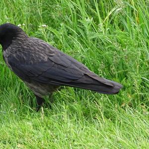 Hooded Crow