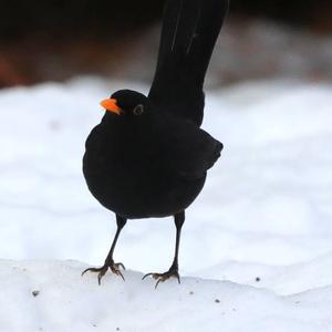 Eurasian Blackbird