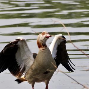 Egyptian Goose