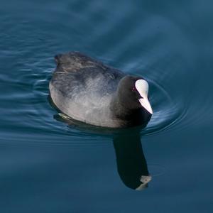 Common Coot