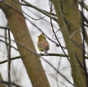 Yellowhammer