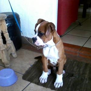 Boxer