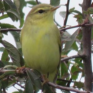 Willow Warbler