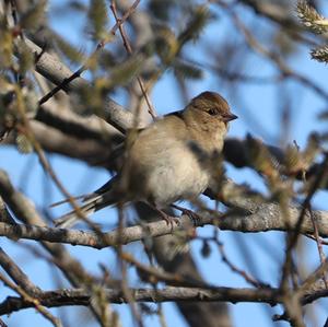 Eurasian Chaffinch