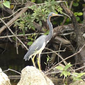 Tricoloured Heron