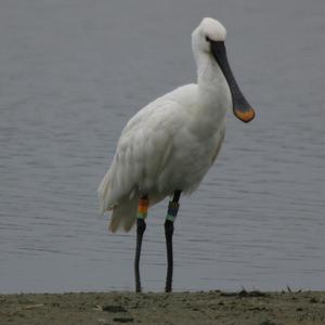 Eurasian Spoonbill