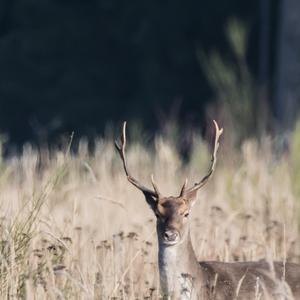 Fallow Deer