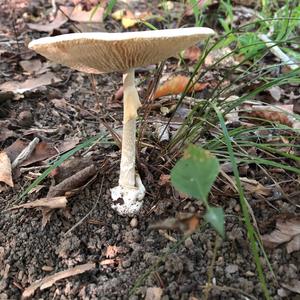 Destroying Angel