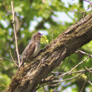 Eurasian Wryneck