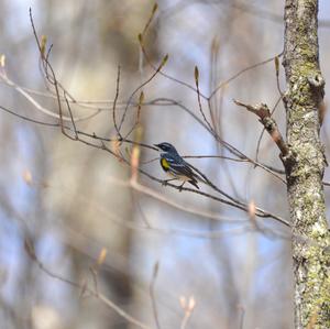 Yellow-rumped Warbler