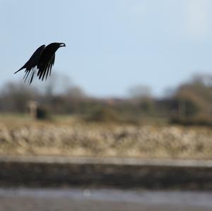 Carrion Crow