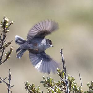 Sardinian Warbler