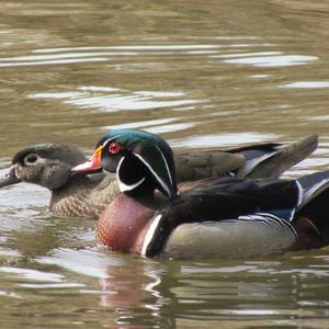 Wood Duck