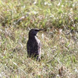 Common Starling