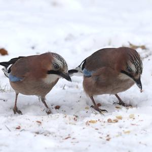 Eurasian Jay