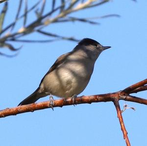 Blackcap