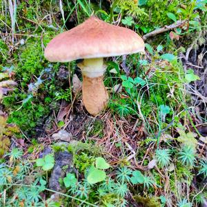 Hollow-stalked Larch Suillus