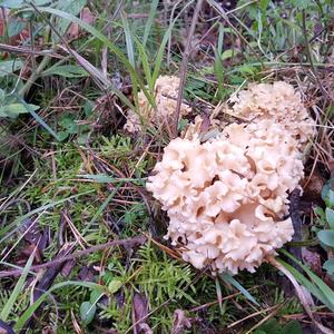 Eastern Cauliflower Mushroom