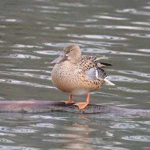 Northern Shoveler