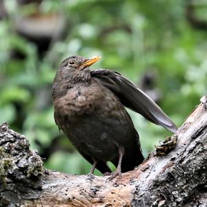 Eurasian Blackbird