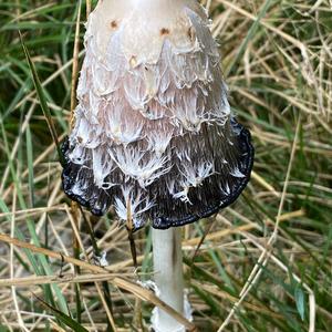 Shaggy Mane