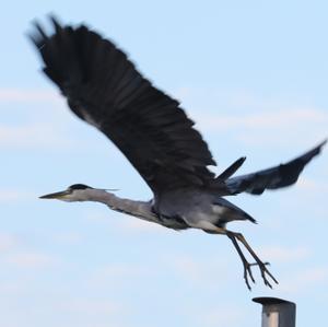 Grey Heron