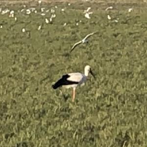 White Stork