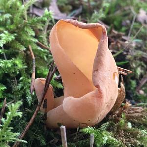 Lemon Peel Fungus