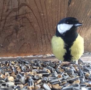 Great Tit