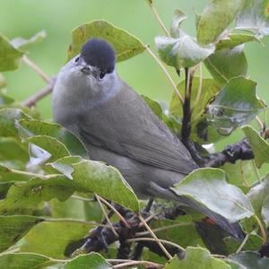 Blackcap