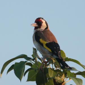 European Goldfinch