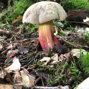 Dotted-stem Bolete