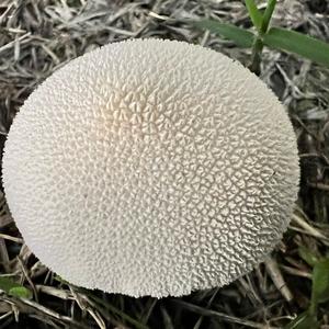 Lycoperdon foetidum