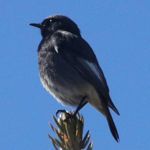 Black Redstart