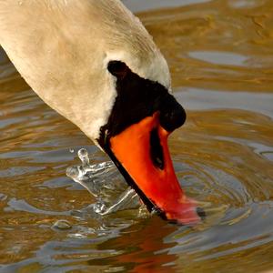 Mute Swan