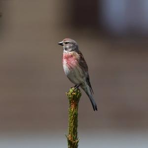 Eurasian Linnet